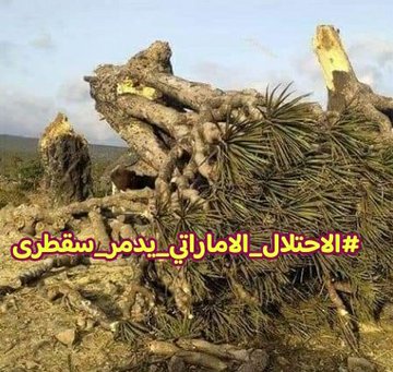 تجريف سقطرى يستمر