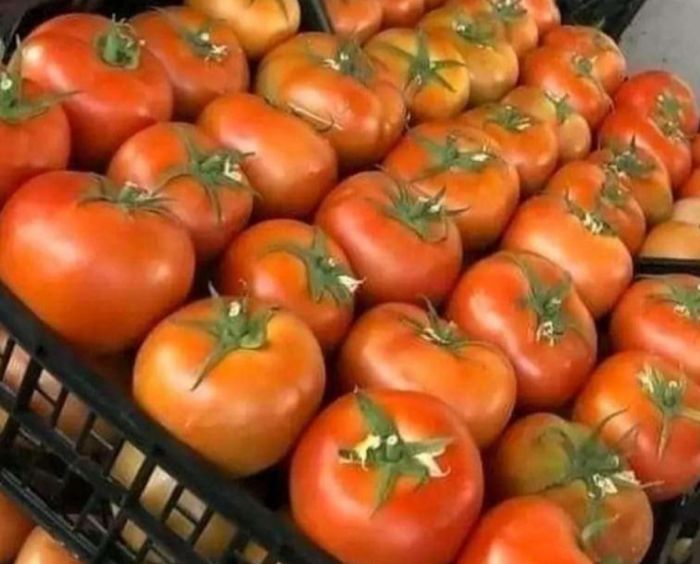 استيراد الخضار من الخارج إلى عدن يثبت فشل وفساد الانتقالي