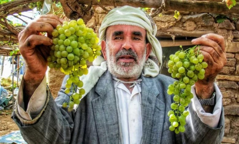 العنب اليمني: كنز غذائي وصحي من أرض السعيدة