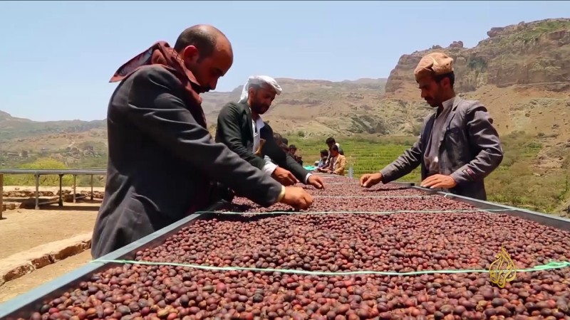 البن اليمني .. إرثٌ أصيل وصحة مستدامة