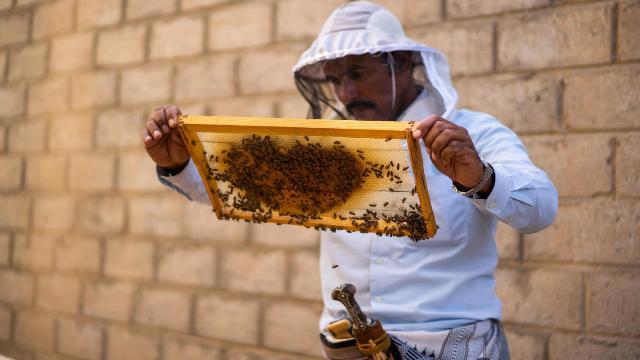 العسل اليمني: غذاء وعلاج من قلب الطبيعة