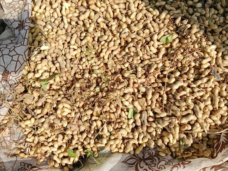 أبين تواجه أزمة زراعية حادة تهدد الأمن الغذائي