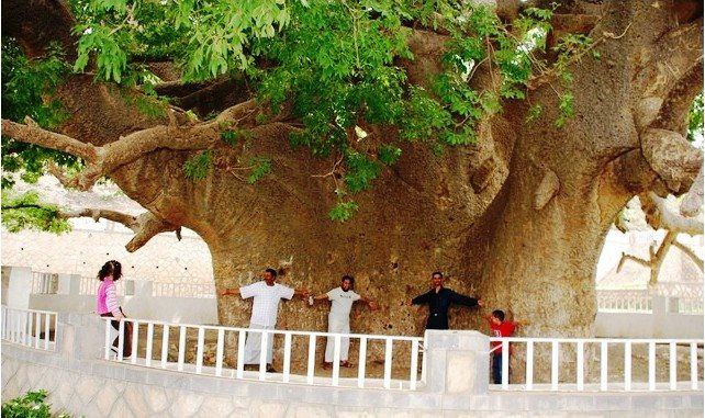 بعد أكثر من ألفي عام من الصمود،
سقوط جزء من "شجرة الغريب" الأسطورية في تعز